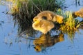 Baby Geese Royalty Free Stock Photo