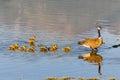 Baby Geese Royalty Free Stock Photo