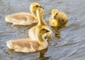 Baby geese swimming Royalty Free Stock Photo