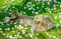 Baby geese in tiny daisies Royalty Free Stock Photo