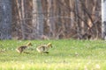 Baby Geese Walking with Determination Royalty Free Stock Photo