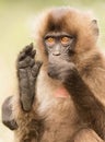 Baby Gelada monkey sitting with a foot up