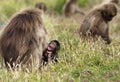 Baby gelada monkey sitting in grass by his mother