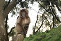 Baby Gelada monkey sitting on a tree branch