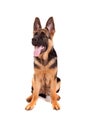 Baby german shepherd Royalty Free Stock Photo