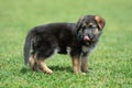 Baby German Shepherd