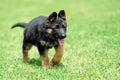 Baby German Shepherd Royalty Free Stock Photo