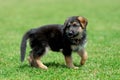 Baby German Shepherd Royalty Free Stock Photo