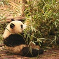 Baby giant panda nibbling on young bamboo shoots at the Chengdu Zoo in Sichuan, China. Royalty Free Stock Photo