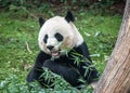 Baby Giant Panda Xiao Qi Ji at Smithsonian National Zoo -3