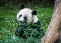 Baby Giant Panda Xiao Qi Ji at Smithsonian National Zoo -4