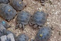 Baby giant tortoises, Galapagos