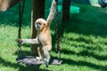 Baby Gibbon at Hay Park in Kiryat Motzkin, Israel