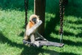 Baby Gibbon at Hay Park in Kiryat Motzkin, Israel