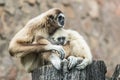 Baby gibbon sucking milk