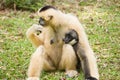 Baby Gibbon suckling from mother