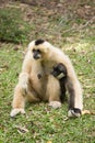 Baby Gibbon suckling from mother