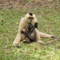 Baby Gibbon suckling from mother