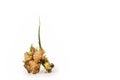 Baby ginger root grow white background