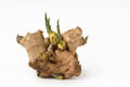 Baby ginger root grow white background