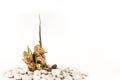 Baby ginger root grow white background