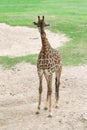 The baby giraff in the garden at nature sawana grass