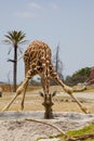 Baby Giraffe Royalty Free Stock Photo