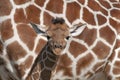 Baby giraffe in Africa Royalty Free Stock Photo