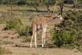 Baby giraffe in Africa Royalty Free Stock Photo