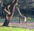 A baby Giraffe Royalty Free Stock Photo