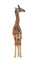 Baby Giraffe Calf Looking Side Extracted Royalty Free Stock Photo