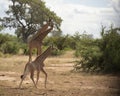 Baby Giraffe or Giraffa, running in rain Royalty Free Stock Photo