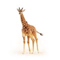 Baby Giraffe Isolated on White Royalty Free Stock Photo