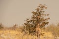 Baby giraffe looking sideways in the bushveld. Location: Etosha National Park, Namibia, Africa Royalty Free Stock Photo