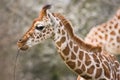 Baby giraffe playing with stick