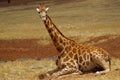 Baby giraffe resting Royalty Free Stock Photo