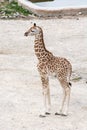 Baby giraffe Royalty Free Stock Photo