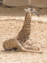 Masai Baby Giraffe Royalty Free Stock Photo
