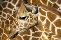 This Baby Giraffe Stands Shoulder High Against Her Royalty Free Stock Photo