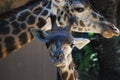 Baby Giraffe with Mom at LA Zoo Royalty Free Stock Photo