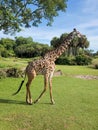 Baby giraffe walking across the savanna on a safari. Royalty Free Stock Photo