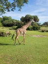 Baby giraffe walking across the savanna on a safari. Royalty Free Stock Photo