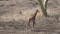 Baby giraffe walking alone in Kruger National Park in South Africa Royalty Free Stock Photo