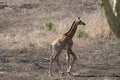 Baby giraffe walking in Kruger National Park in South Africa Royalty Free Stock Photo