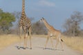 Baby giraffe walking towards its mother Royalty Free Stock Photo