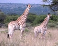 Baby giraffes Royalty Free Stock Photo