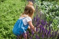 Baby girl collects  bouquet of homemade tea. chamomile, mint and lemon balm. natural food in the village Royalty Free Stock Photo