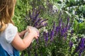 Baby girl collects  bouquet of homemade tea. chamomile, mint and lemon balm. natural food in the village Royalty Free Stock Photo