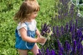 Baby girl collects  bouquet of homemade tea. chamomile, mint and lemon balm. natural food in the village Royalty Free Stock Photo