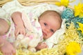 Baby girl inside of basket with spring flowers. Royalty Free Stock Photo